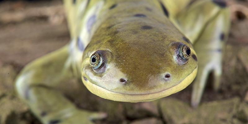 Salamander smiling