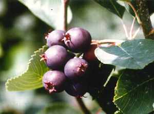 Saskatoon berry